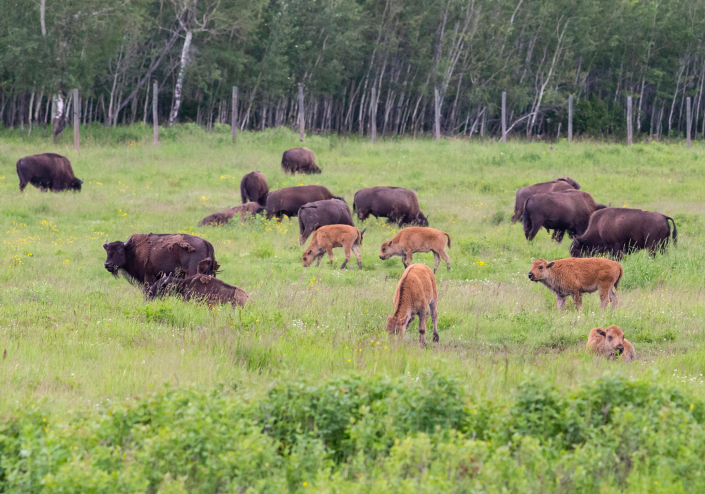 National Park
